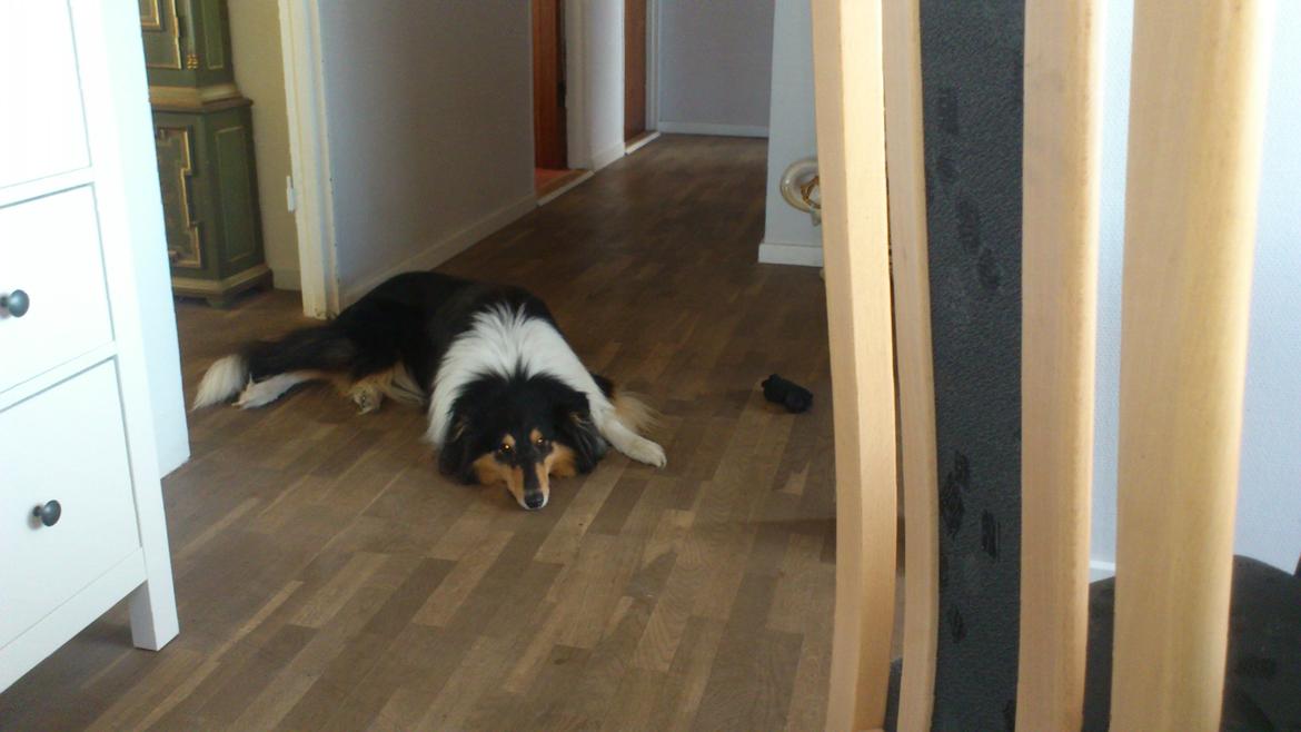 Collie langhåret Charlie billede 4