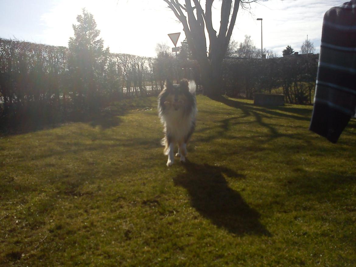 Collie langhåret Charlie billede 5