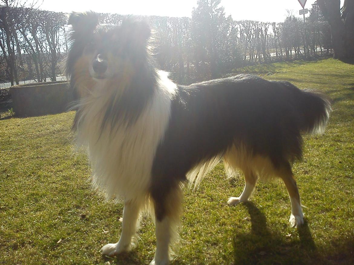 Collie langhåret Charlie billede 6