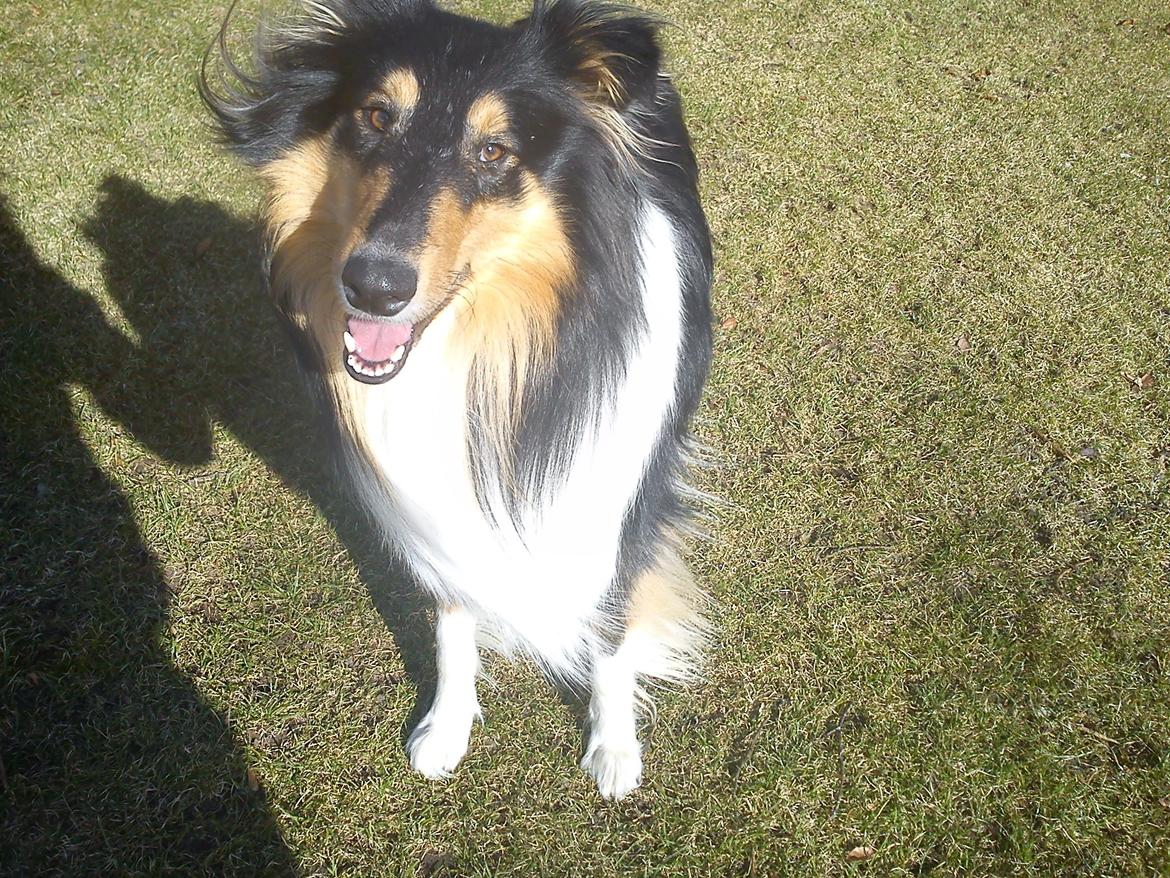 Collie langhåret Charlie billede 7