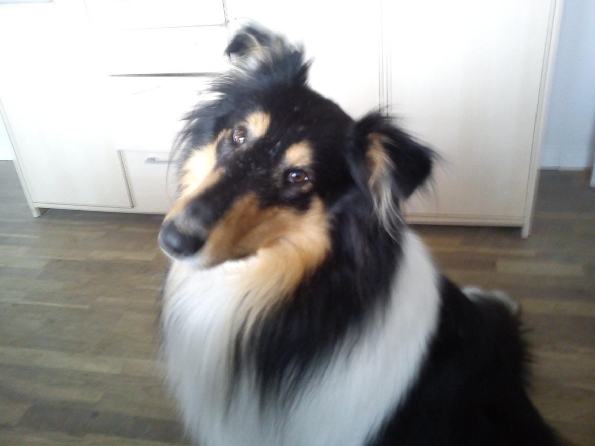 Collie langhåret Charlie billede 8