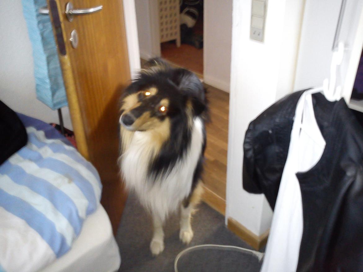 Collie langhåret Charlie billede 9