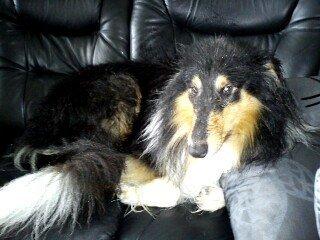 Collie langhåret Charlie billede 10