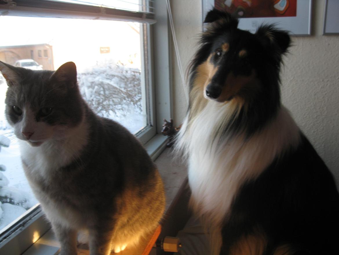 Collie langhåret Charlie billede 11