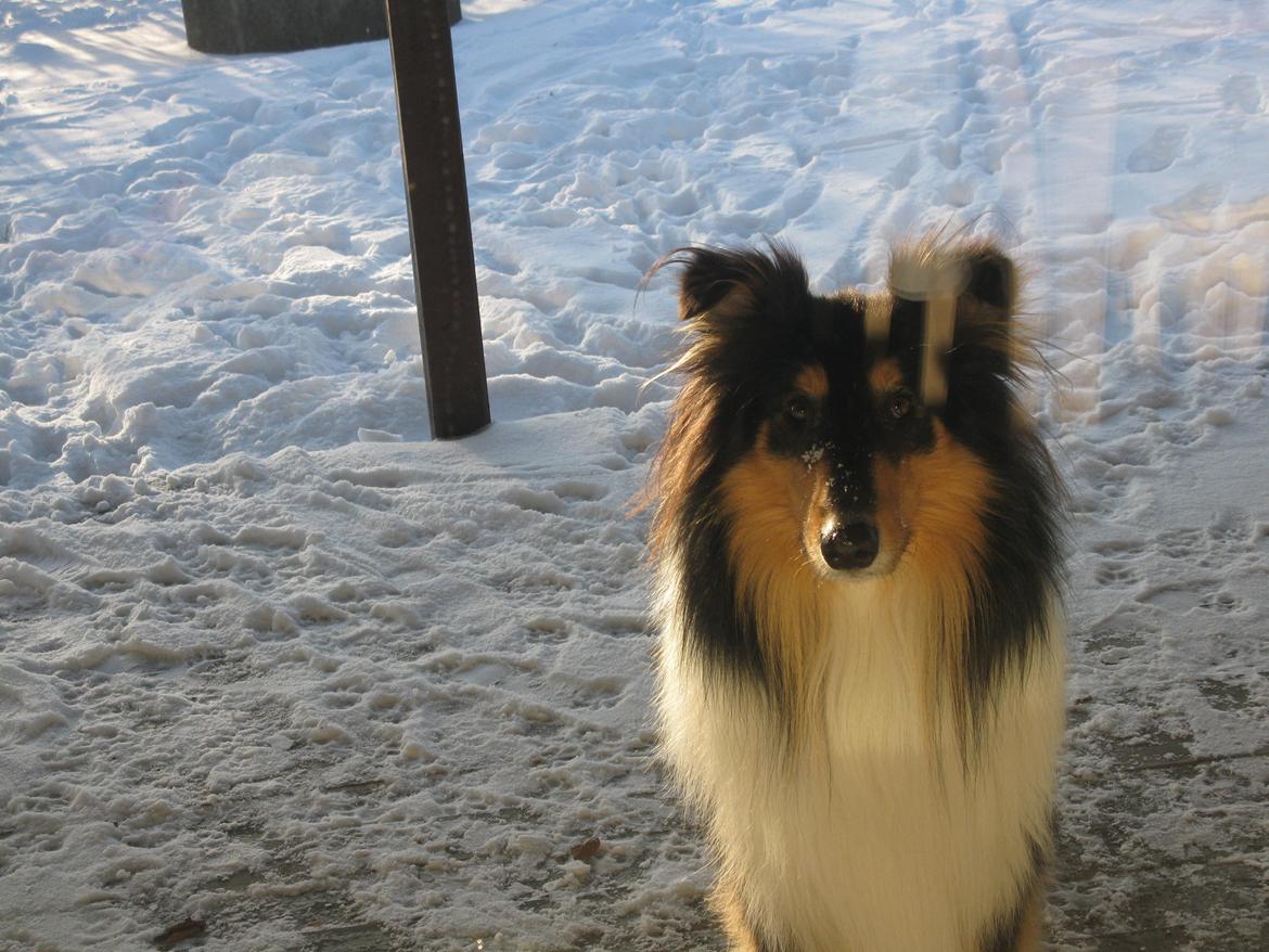 Collie langhåret Charlie billede 12