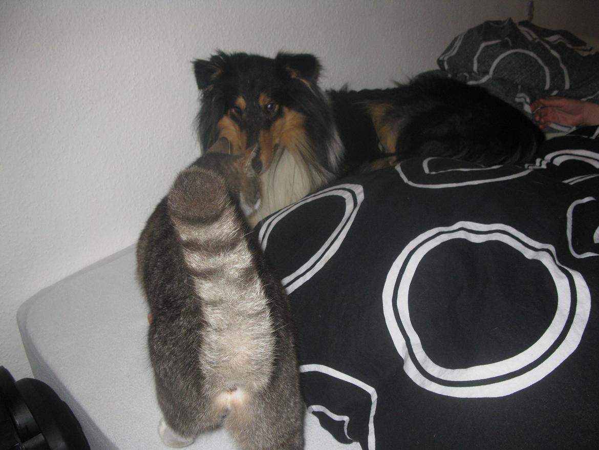 Collie langhåret Charlie billede 13