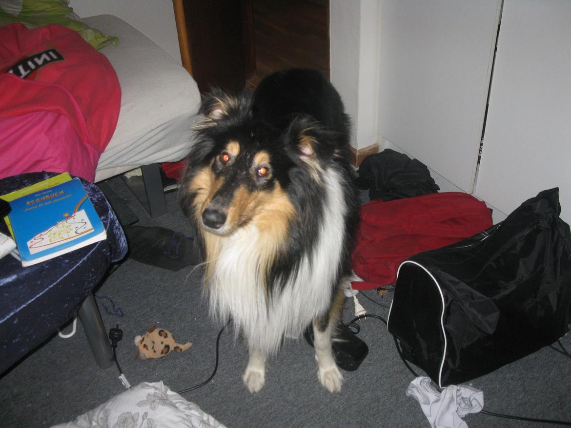 Collie langhåret Charlie billede 14