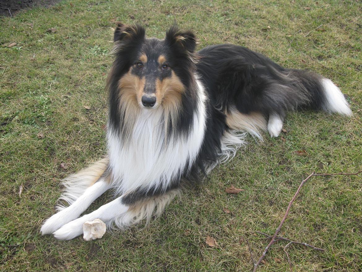Collie langhåret Charlie billede 15