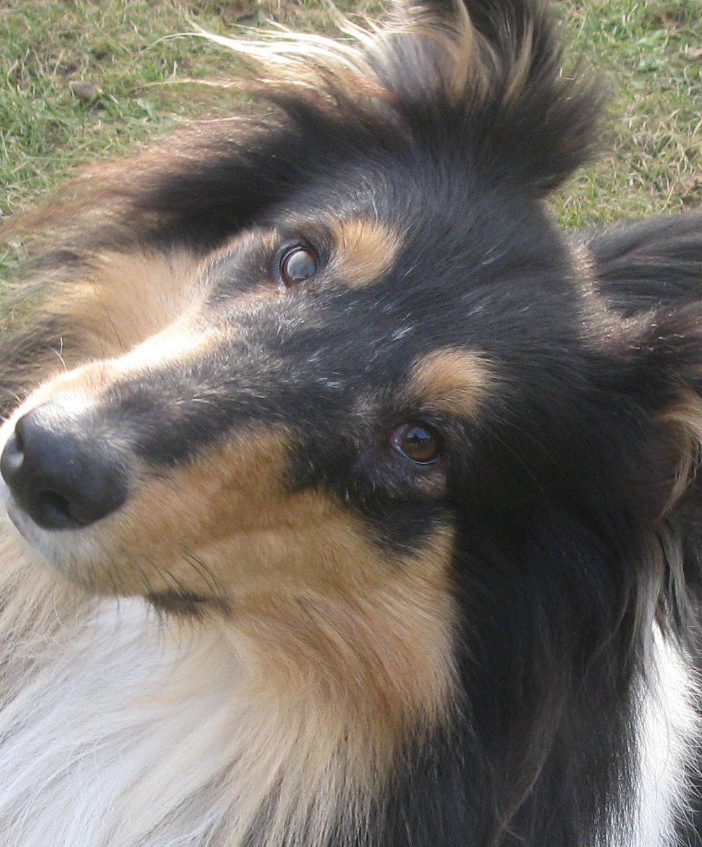 Collie langhåret Charlie billede 16