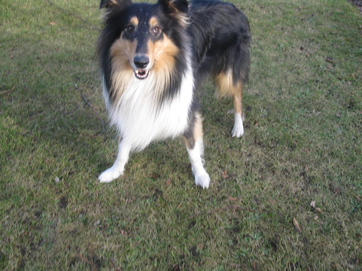 Collie langhåret Charlie billede 17