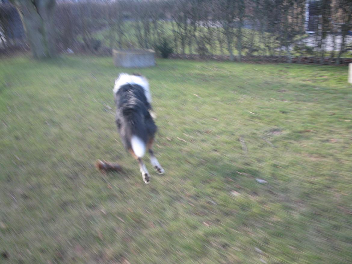 Collie langhåret Charlie billede 18