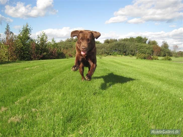 Labrador retriever Balou billede 20
