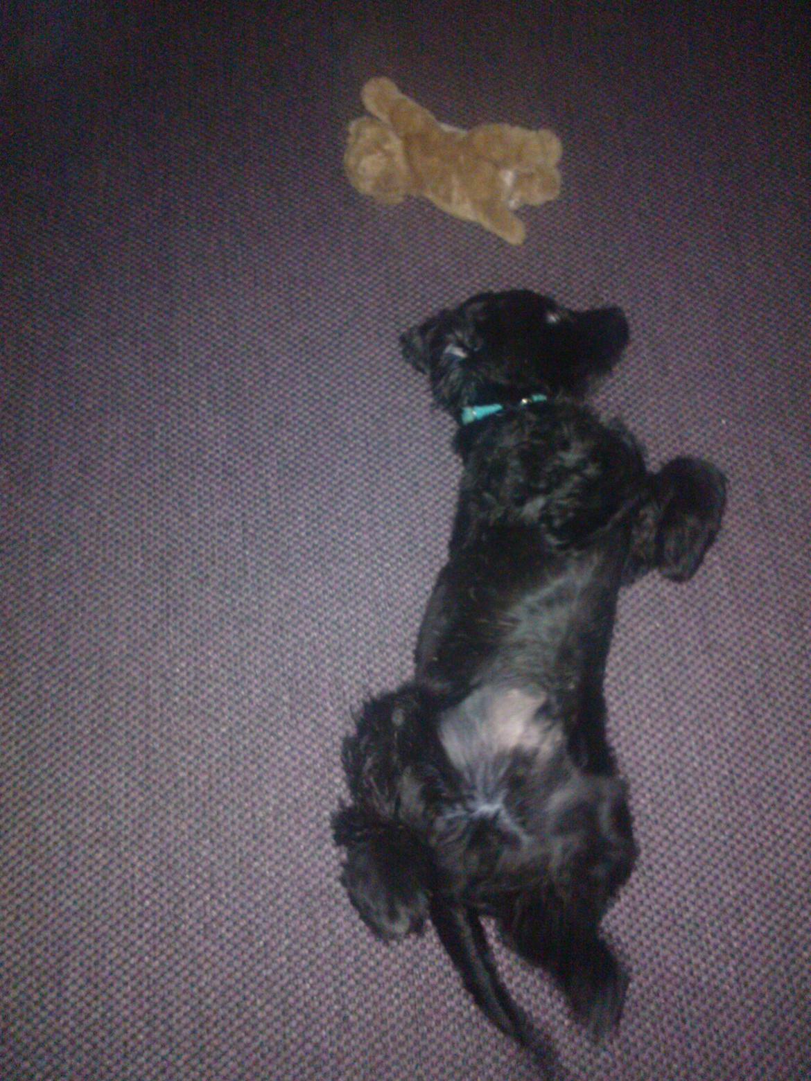 Cocker spaniel Højbjerg Euphorbiastjerne Cito - åhh jeg er så træt:)  billede 6