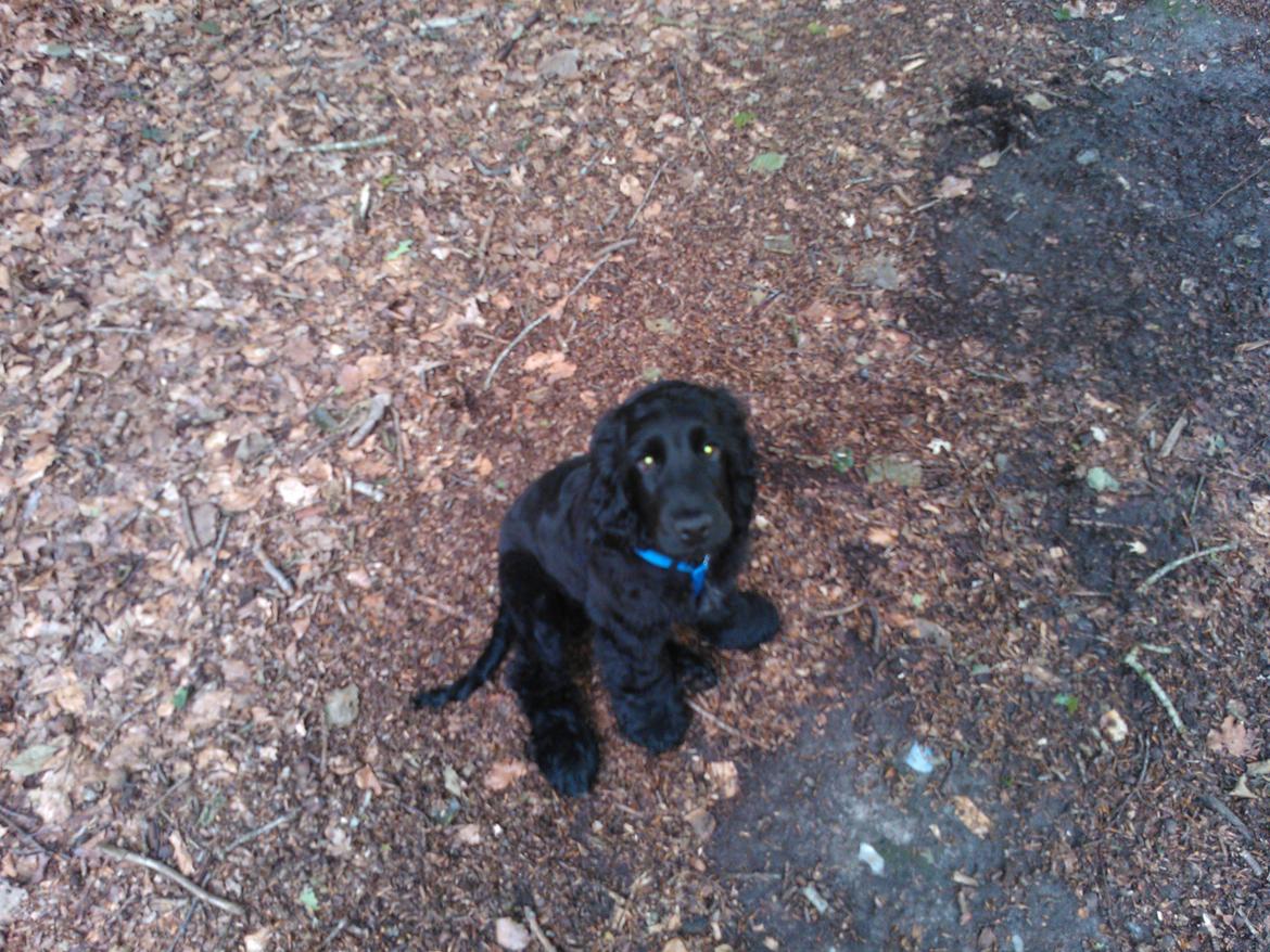 Cocker spaniel Højbjerg Euphorbiastjerne Cito - Det er så sjovt at lege med skoven... I sku prøve det! Måske skal vi gøre det sammen?  billede 7
