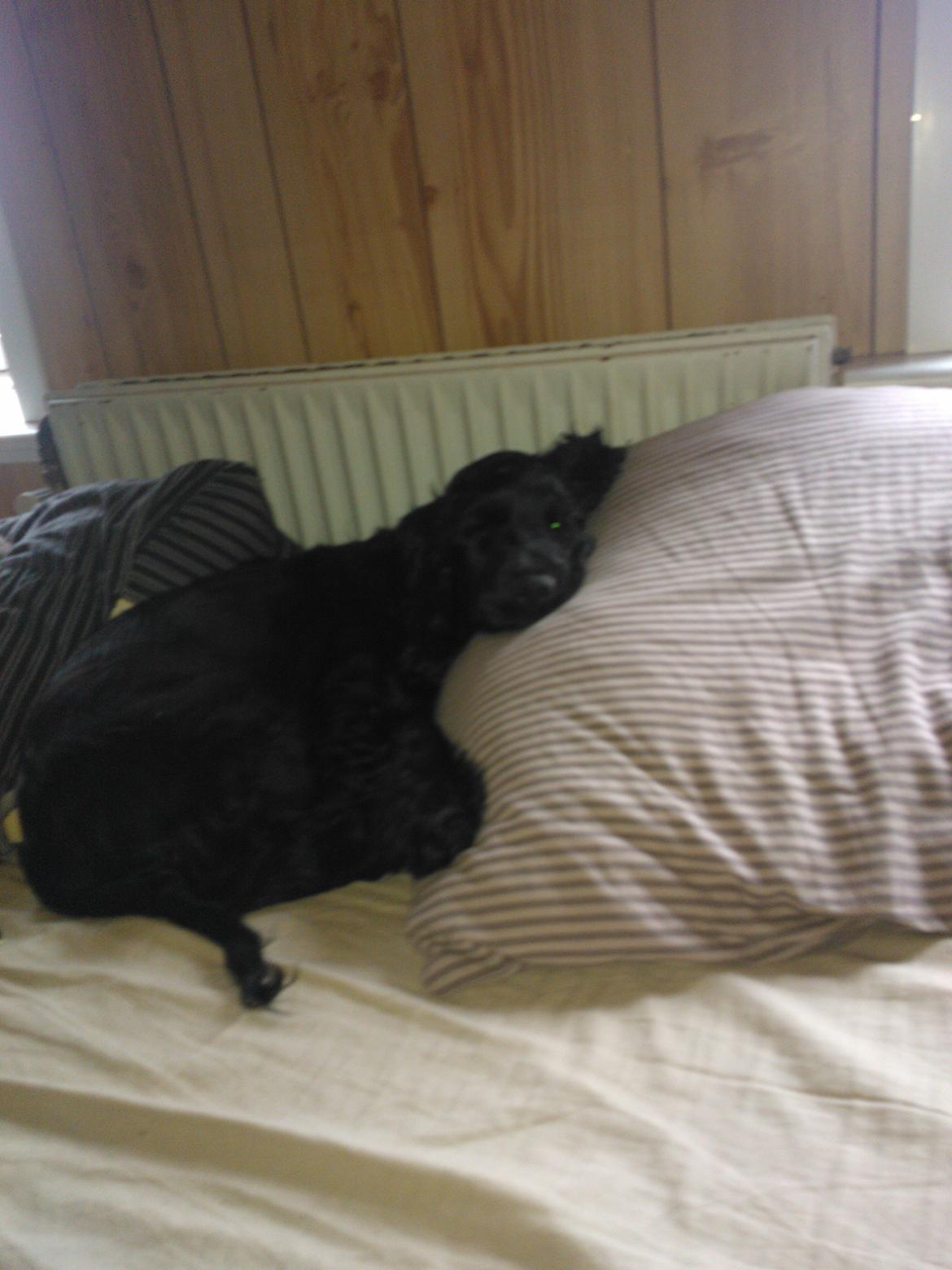 Cocker spaniel Højbjerg Euphorbiastjerne Cito - Vi skal IKKE op endnu vel...? bare 5 min mere please...?  billede 8