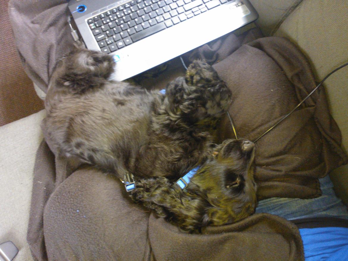 Cocker spaniel Højbjerg Euphorbiastjerne Cito - God nat billede 9