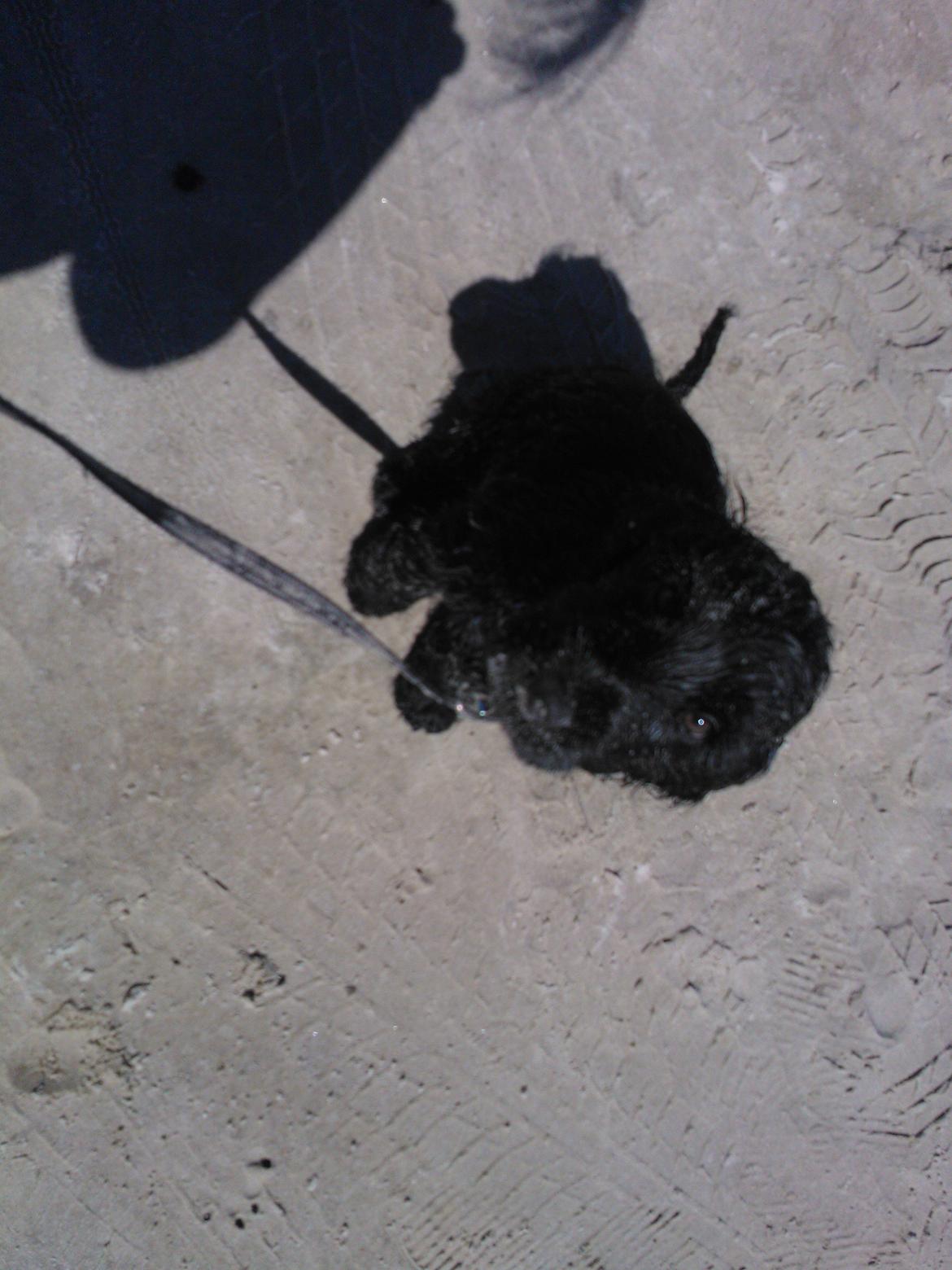 Cocker spaniel Højbjerg Euphorbiastjerne Cito - Det dejligt med en strand tur og dermed BADE tur.. Jeg er SÅÅÅ klar billede 10