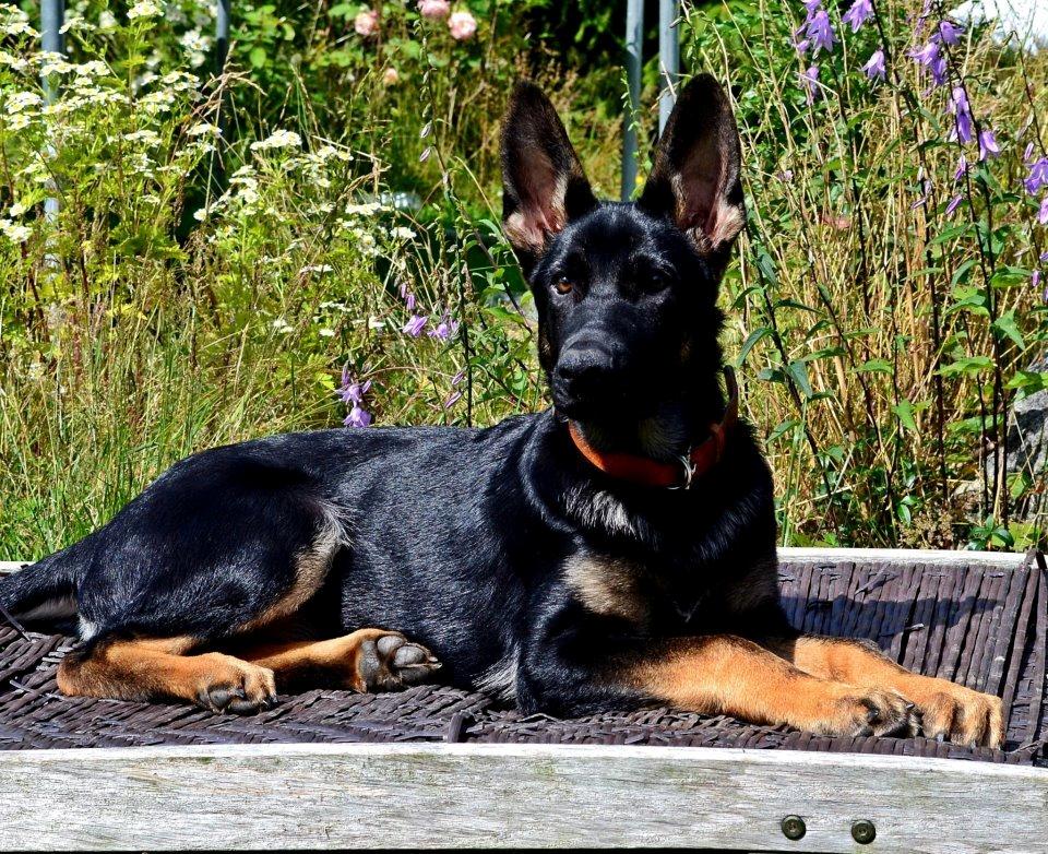 Schæferhund Allibina's Iscka billede 1