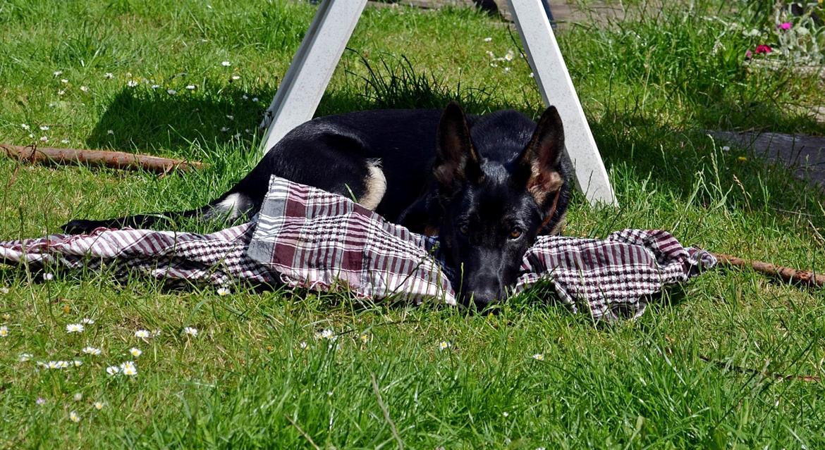 Schæferhund Allibina's Iscka billede 2