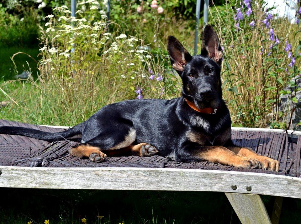 Schæferhund Allibina's Iscka billede 3