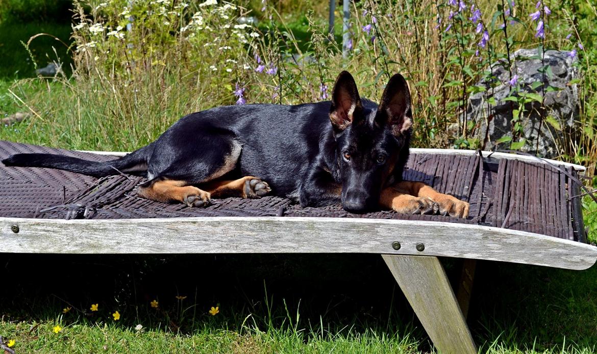 Schæferhund Allibina's Iscka billede 4