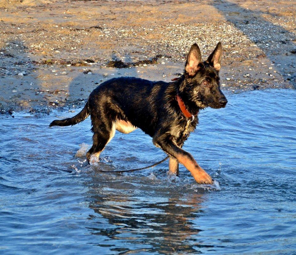 Schæferhund Allibina's Iscka billede 5