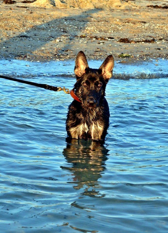 Schæferhund Allibina's Iscka billede 6