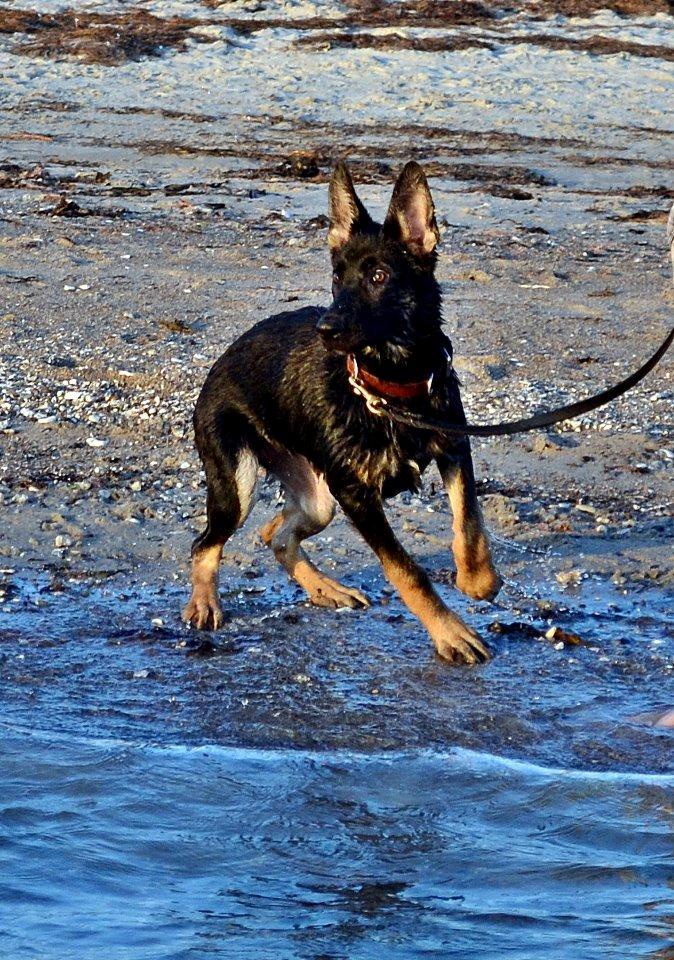 Schæferhund Allibina's Iscka billede 7