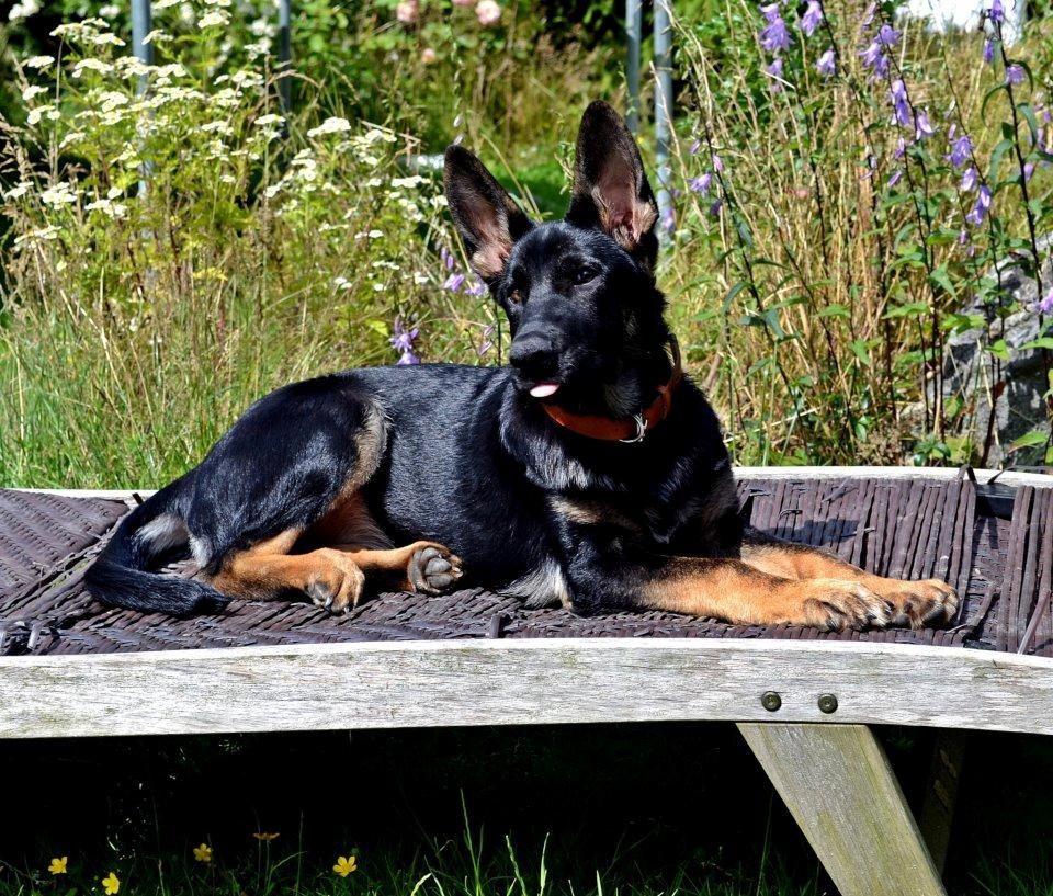 Schæferhund Allibina's Iscka billede 8