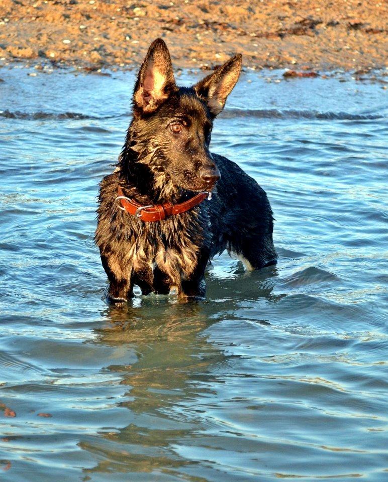 Schæferhund Allibina's Iscka billede 9