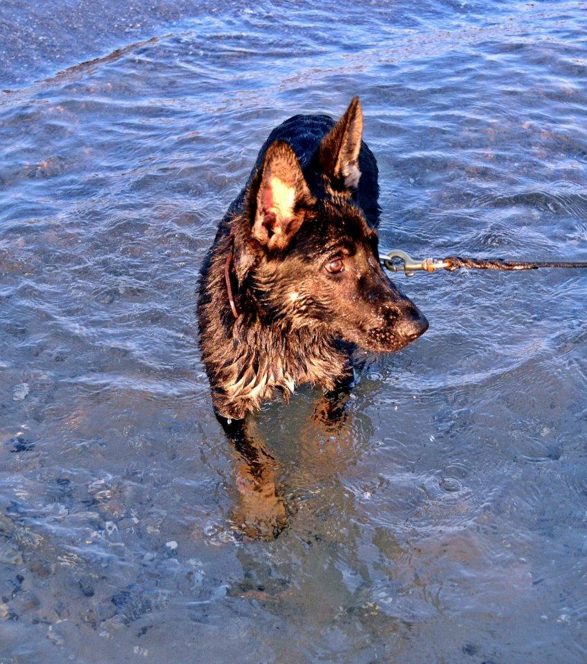 Schæferhund Allibina's Iscka billede 10