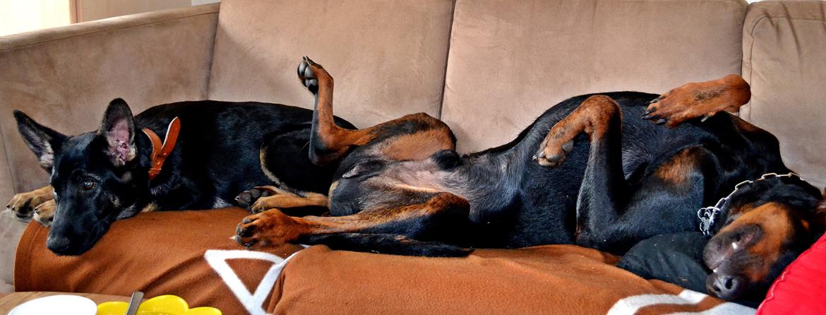 Schæferhund Allibina's Iscka billede 11