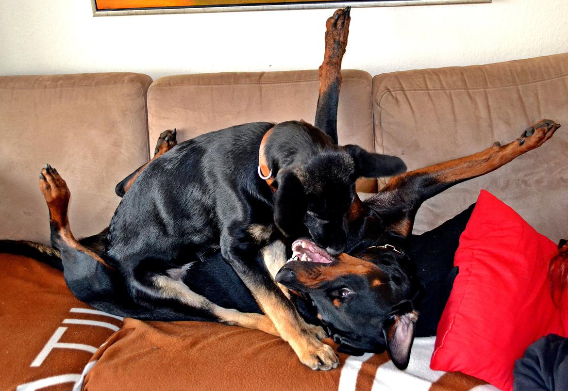 Schæferhund Allibina's Iscka billede 12