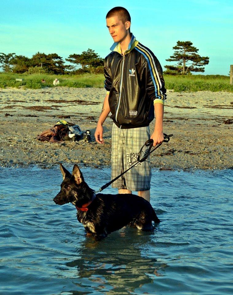 Schæferhund Allibina's Iscka billede 13