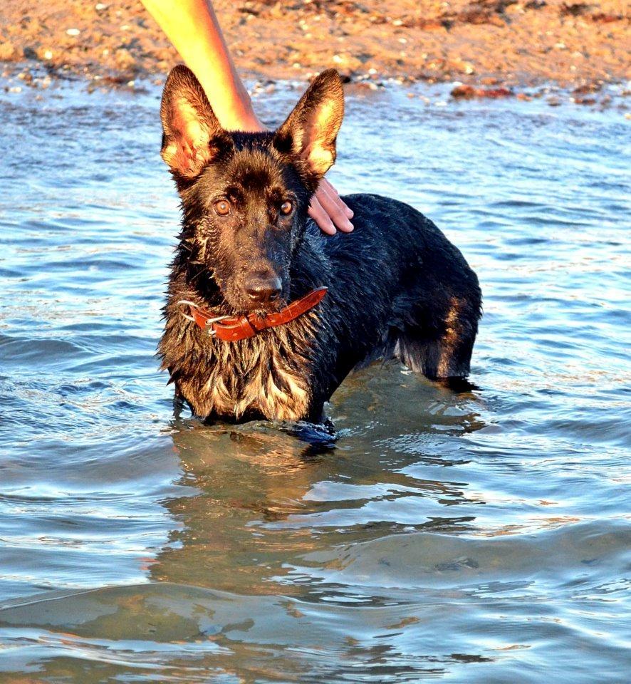 Schæferhund Allibina's Iscka billede 14