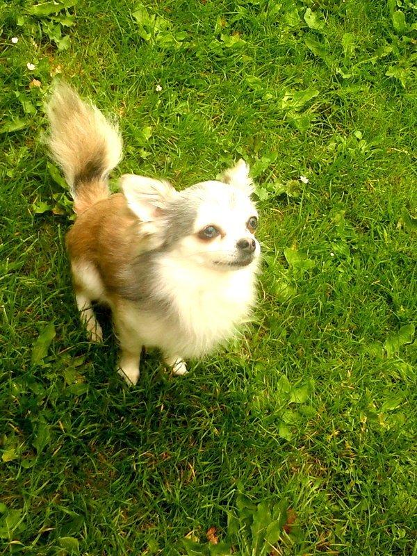 Chihuahua El Gardo (Carlo) billede 1