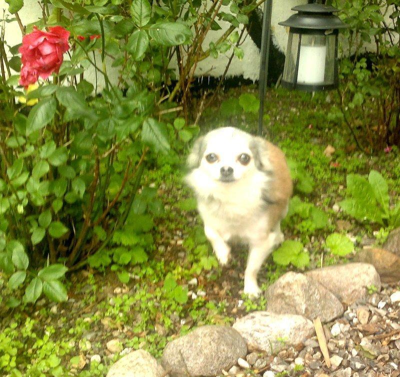 Chihuahua El Gardo (Carlo) billede 2