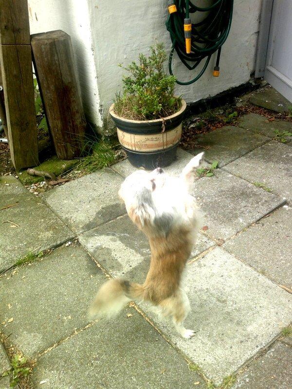 Chihuahua El Gardo (Carlo) billede 3