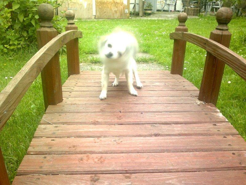 Chihuahua El Gardo (Carlo) billede 4