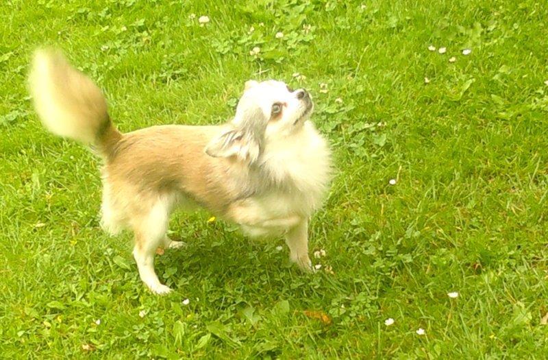 Chihuahua El Gardo (Carlo) billede 5