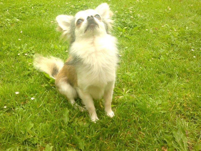 Chihuahua El Gardo (Carlo) billede 6