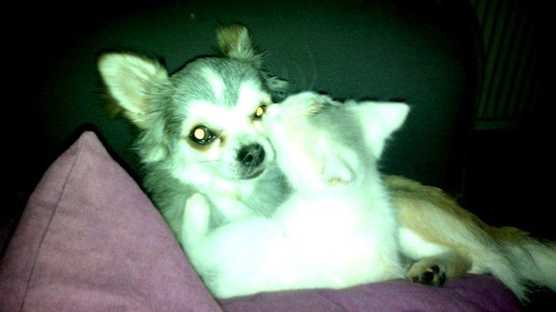 Chihuahua El Gardo (Carlo) billede 7