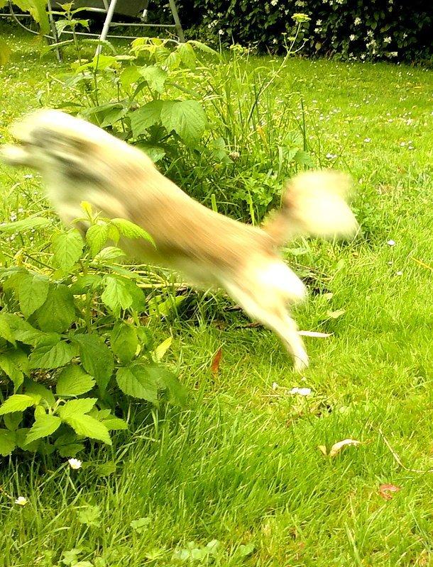 Chihuahua El Gardo (Carlo) billede 8