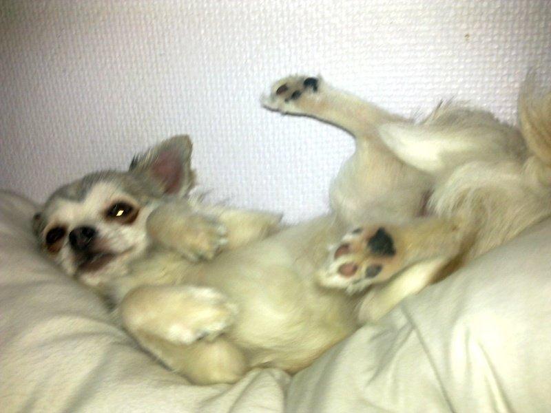 Chihuahua El Gardo (Carlo) billede 9