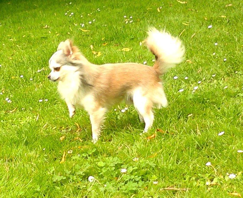 Chihuahua El Gardo (Carlo) billede 10