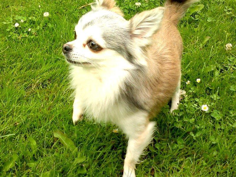 Chihuahua El Gardo (Carlo) billede 11