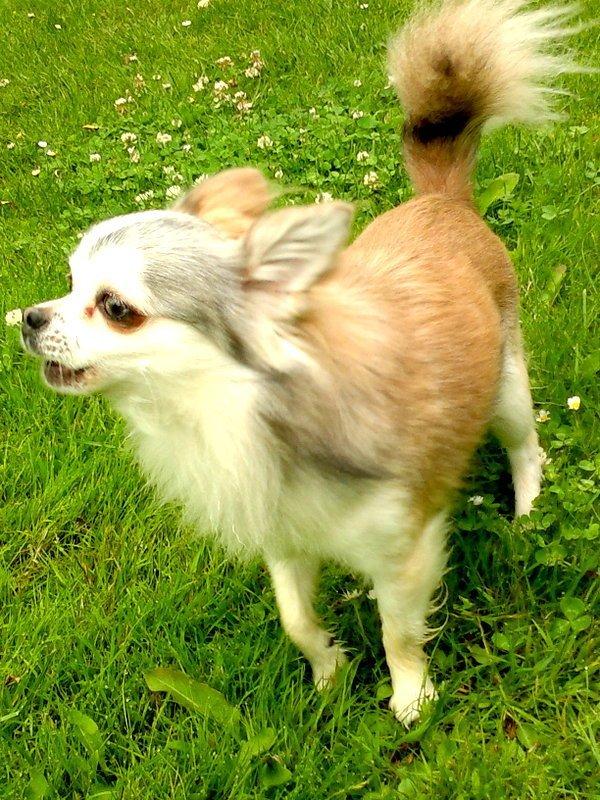 Chihuahua El Gardo (Carlo) billede 12