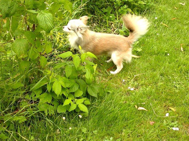 Chihuahua El Gardo (Carlo) billede 13