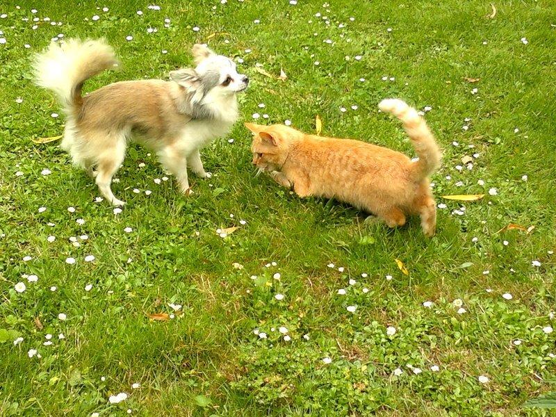 Chihuahua El Gardo (Carlo) billede 14