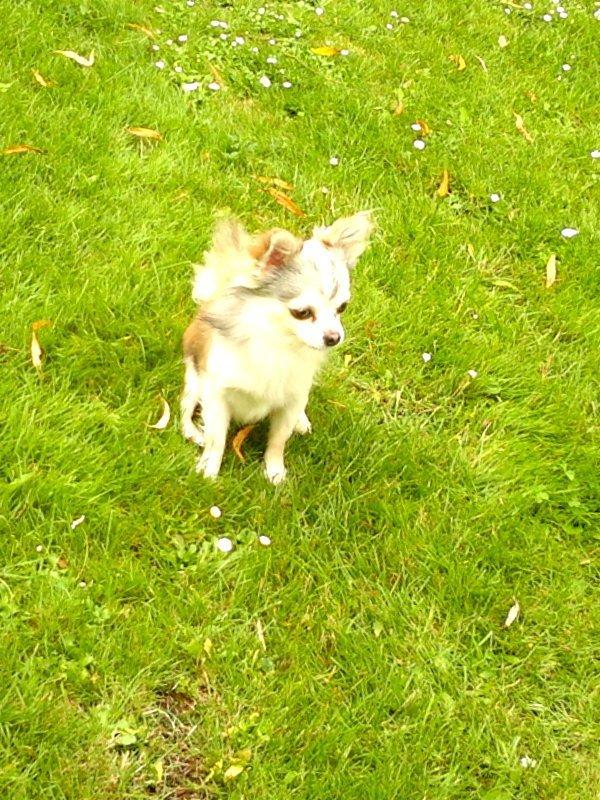 Chihuahua El Gardo (Carlo) billede 15